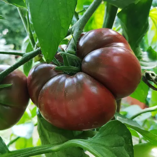 Black Krim Tomato 