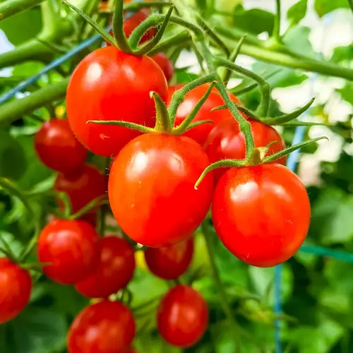 Gardeners Delight Tomato