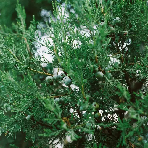 Greek juniper