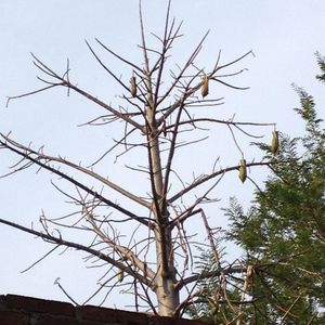 How to Grow and Care for Jacaratia