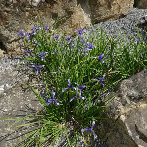 Spuria Iris