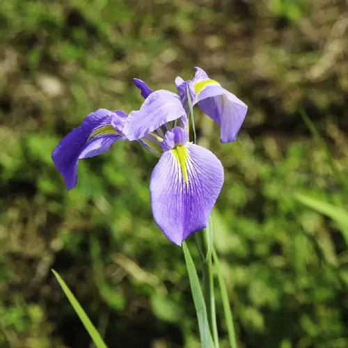 Zigzag iris