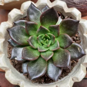 多肉植物 ブラックプリンス錦② 速達付】7 ブラックピンク錦 ブラック