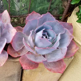 エケベリア・アフターグロウの判定方法 (Echeveria 'Afterglow')