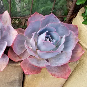 エケベリア・アフターグロウの育て方・栽培方法