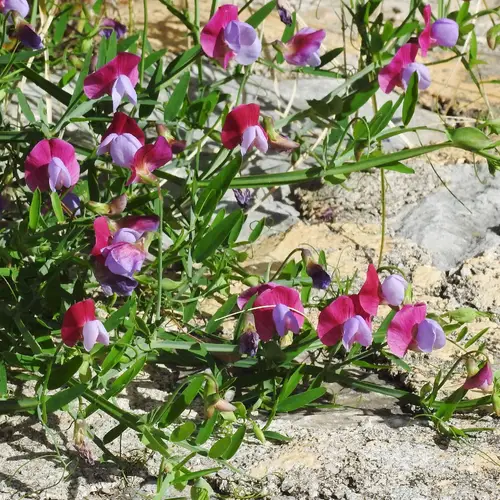 Чина членистая (Lathyrus clymenum) - PictureThis