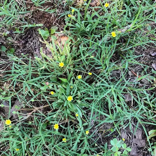 Weedy dwarf dandelion