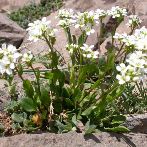 Noccaea fendleri subsp. glauca