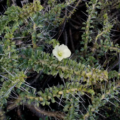 Monsonia crassicaulis