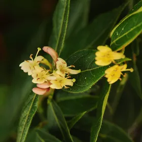 So identifizierst du Immergrnes Geiblatt (Lonicera acuminata)