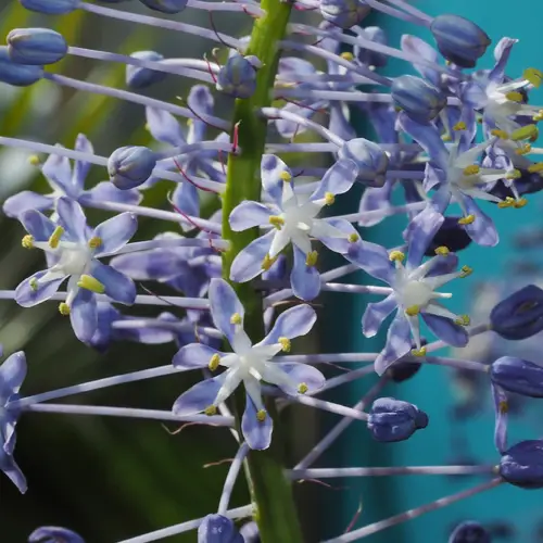 Blue squill
