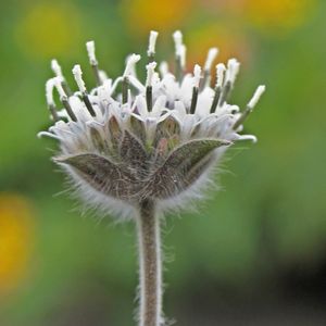Acuate (Lagascea mollis) - PictureThis