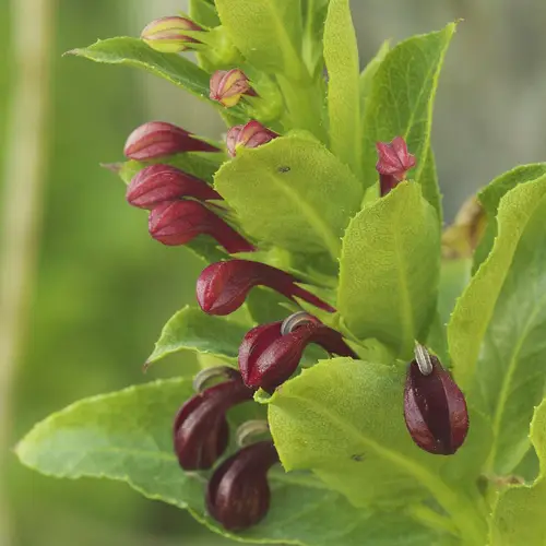 Lobelia polyphylla