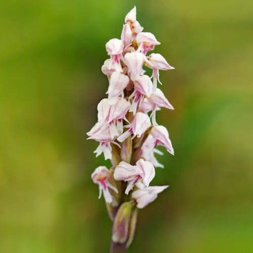Orchis intact
