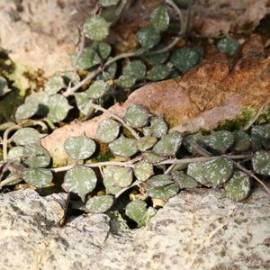 ホヤ・カーティシー (Hoya curtisii) - PictureThis