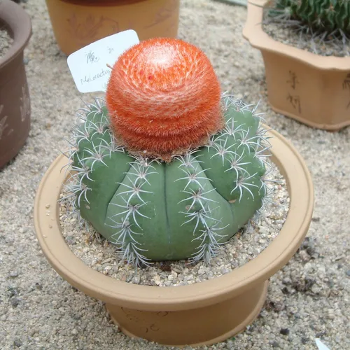 メロカクタス・マタンザヌス (Melocactus matanzanus) - PictureThis