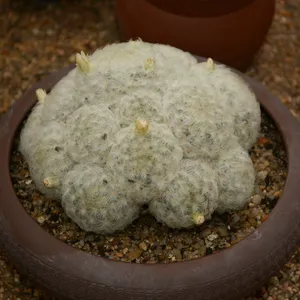 Mammillaria plumosa - PictureThis