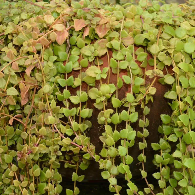 chocolate soldier plant Episcia 'Chocolate Soldier' Houseplant – NurseryRx