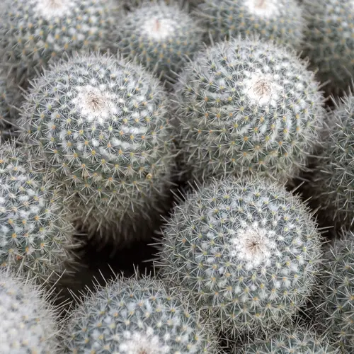Twin-spined cactus