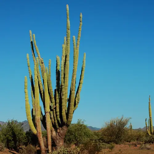 Mexican giant cactus