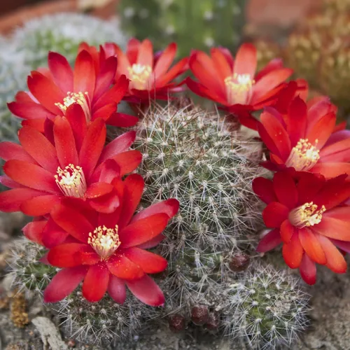 Orange crown cactus (Rebutia fiebrigii) - PictureThis