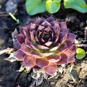 ピクルス　Ｔｏｐａｚ　（1）　　Sempervivum　センペルビブム ピクルス様専用 Topaz （1） Sempervivum センペルビブム