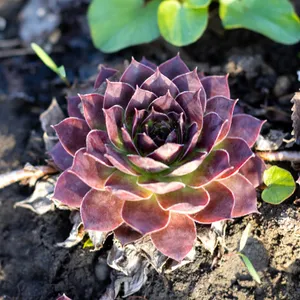 センペルビウム コマンダーヘイ ① センぺルビウム属 (Sempervivum