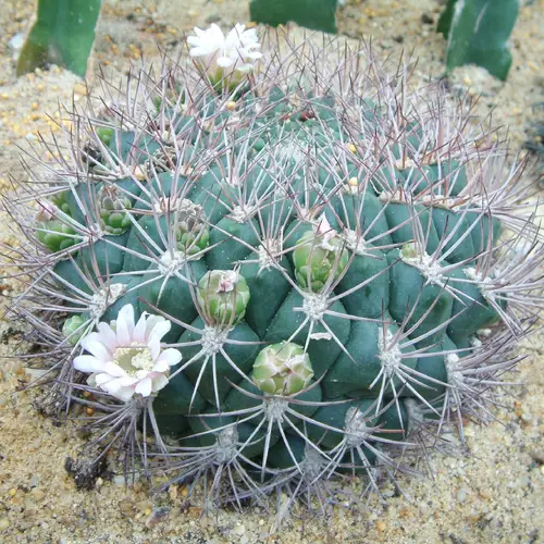 Giant chin cactus