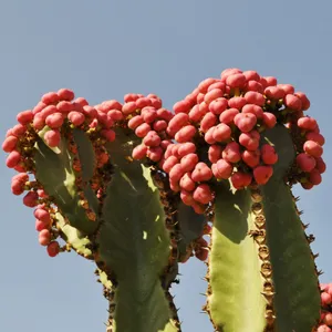 【現品】ユーホルビア・ランガク　（ユーフォルビア 巒岳　らんがく）T番　10号 ランガク（巒岳） (Euphorbia abyssinica) - PictureThis