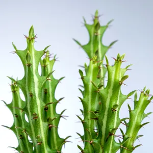 狗奴子キリン (Euphorbia knuthii) - PictureThis