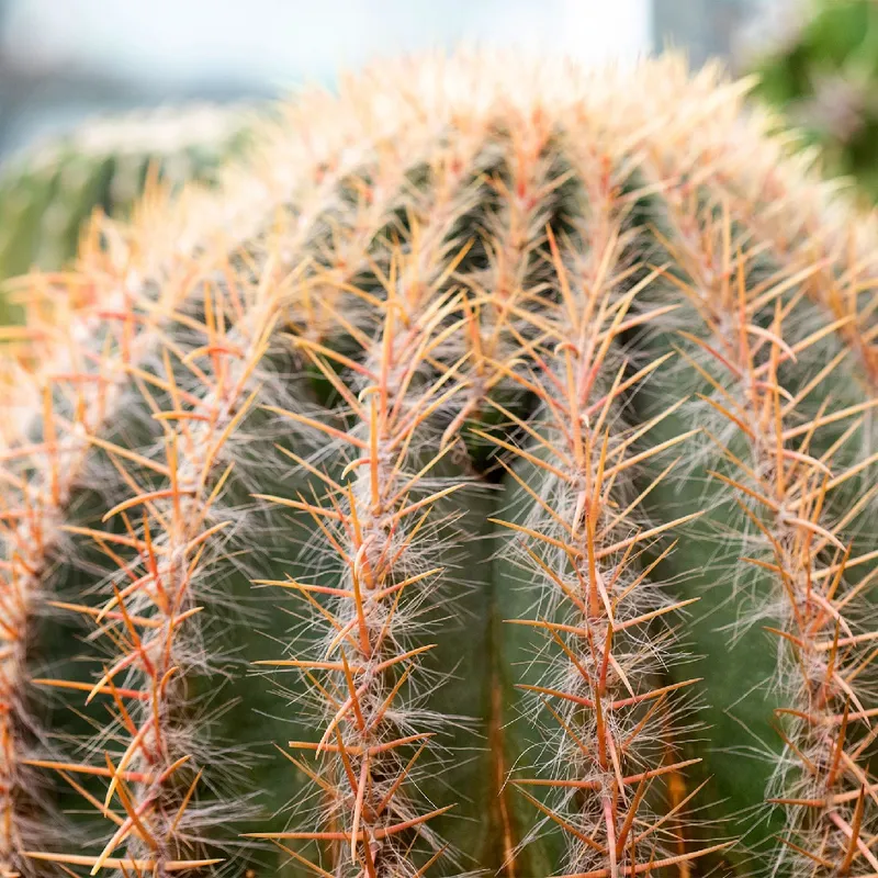 Why is My Emory's barrel cactus Struggling?