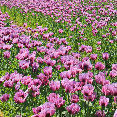 Wild opium poppy