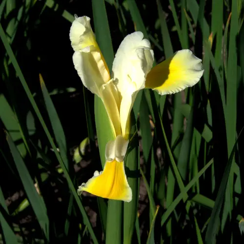 Spuria beardless iris