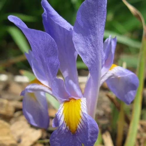 Dwarf violet iris