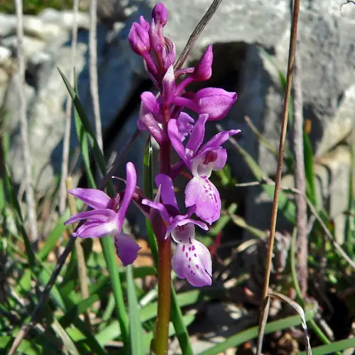 Southern early-purple orchid