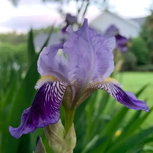 Two-flowered iris