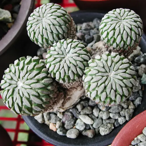 Woodlouse cactus