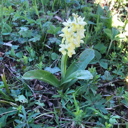 Pale-flowered orchid