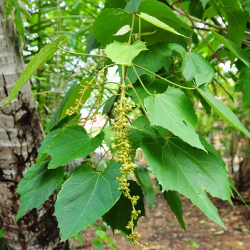 Chawan (Melanolepis multiglandulosa) Flower, Leaf, Care, Uses - PictureThis