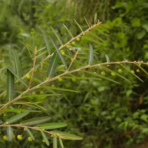 Virgate leaf-flower (Phyllanthus virgatus) - PictureThis