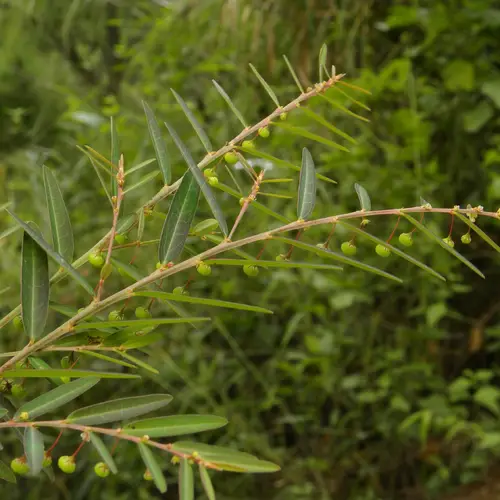 Virgate leaf-flower (Phyllanthus virgatus) Flower, Leaf, Care, Uses ...
