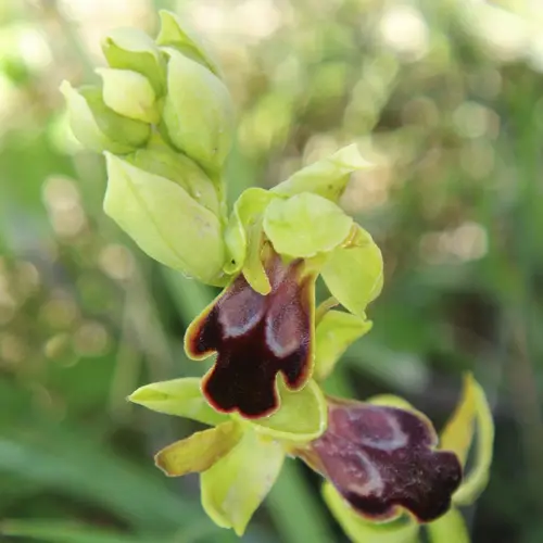 Ophrys brun
