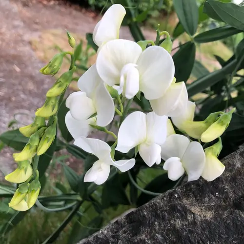 Perennial pea 'White Pearl'