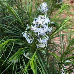 How to Grow and Care for Threadleaf bluestar