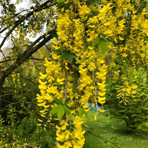 Golden chain tree 'Yellow Rocket'