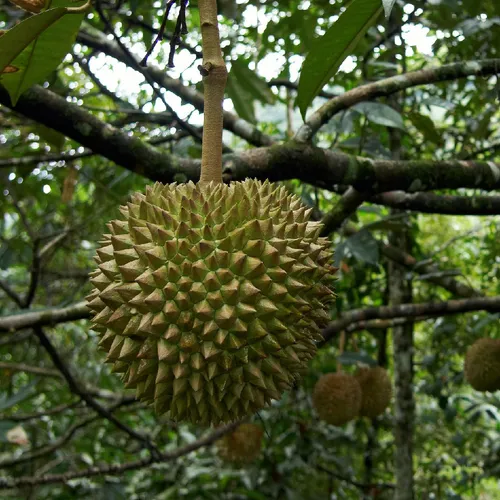 ドリアン苗 レア品種 Durio Graveolens苗 ドリアン苗 レア品種 Durio Graveolens苗