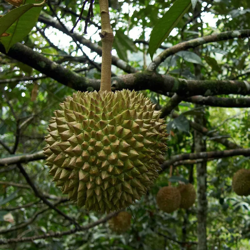 How to Fertilize Your Durian Tree for Optimal Growth?