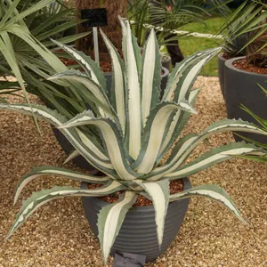 Wie man Hundertjhrige Agave 'Mediopicta Alba' anbaut und pflegt