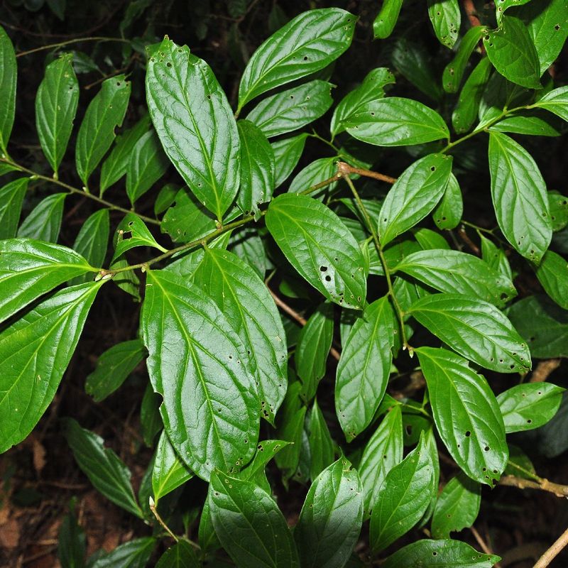 ¿Cuánta luz solar necesita Pyrularia edulis?
