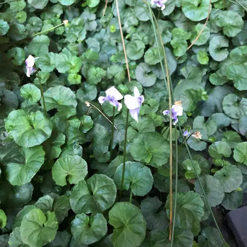Klimopbladig viooltje